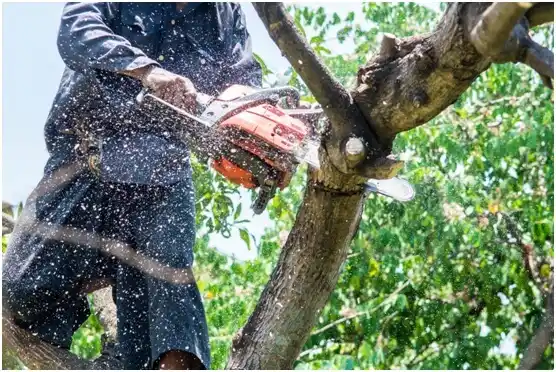 tree services Ravensworth